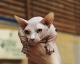 бамбино котенок